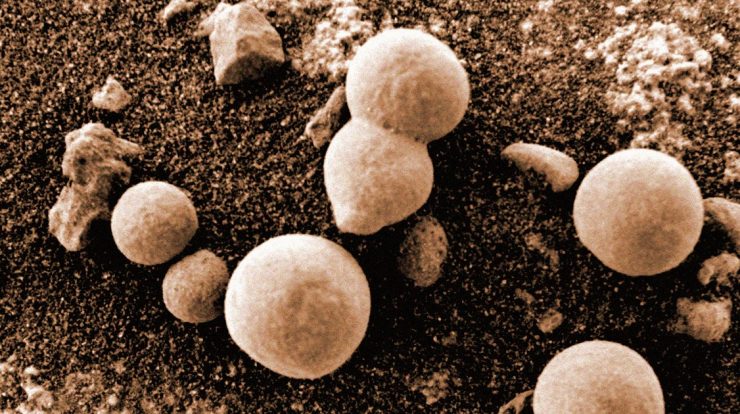 Scientists claim to have seen fungi on Mars