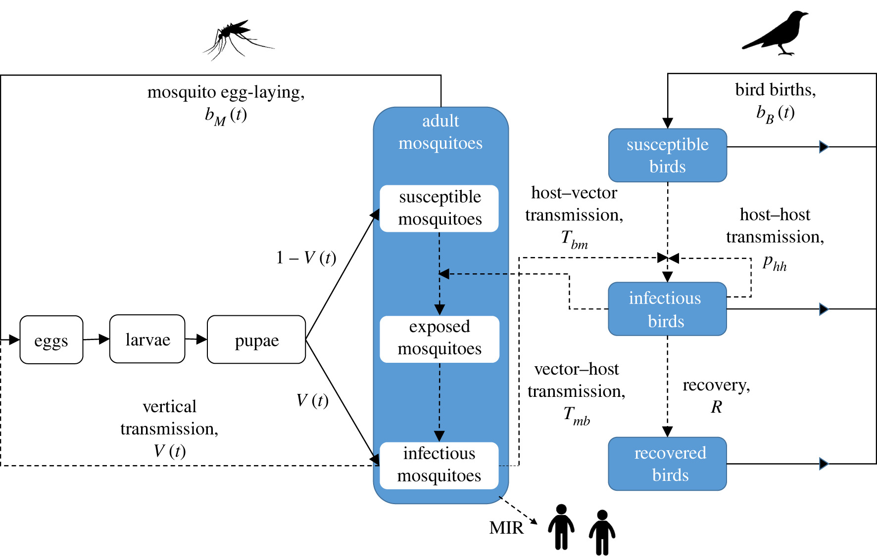 Flow chart showing the relationship between mosquito, bird and human population