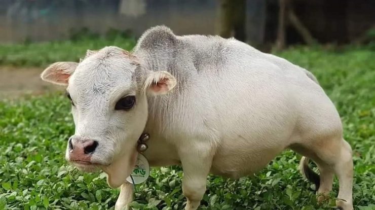 The "world's smallest cow" threatens the public health of any country;  understand