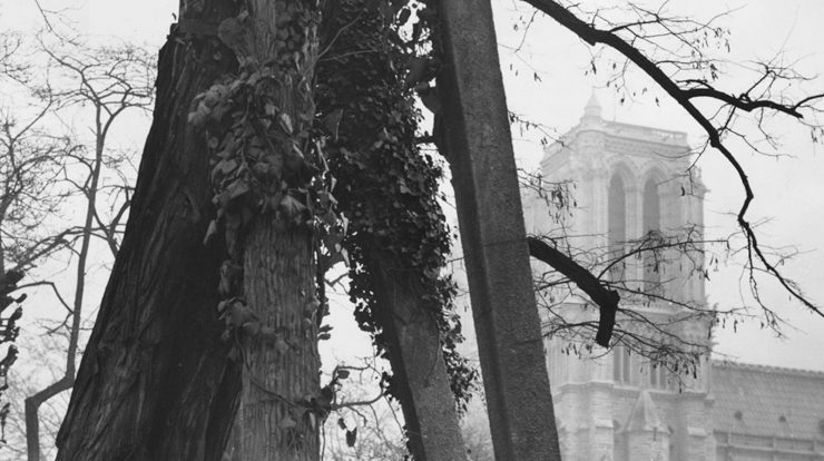 What can we learn from the oldest tree in Paris