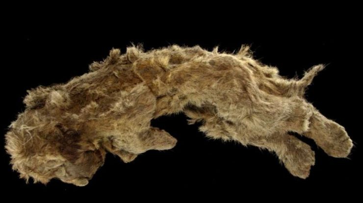 A frozen cave lion cub is 28,000 years old