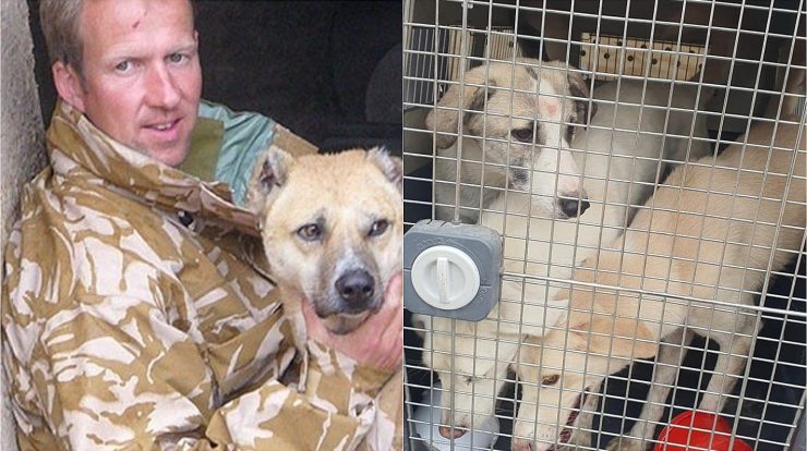 A former soldier arrives on a plane in the UK with dogs and cats taken from Afghanistan