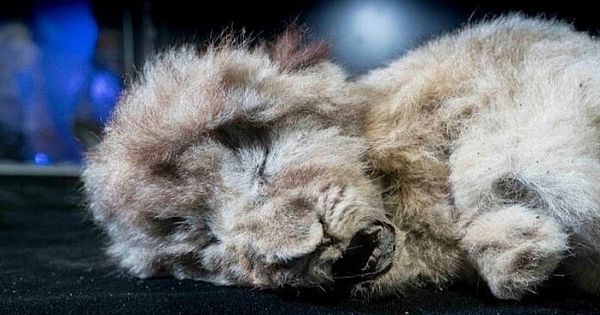 Cave lion cub found frozen 28,000 years old