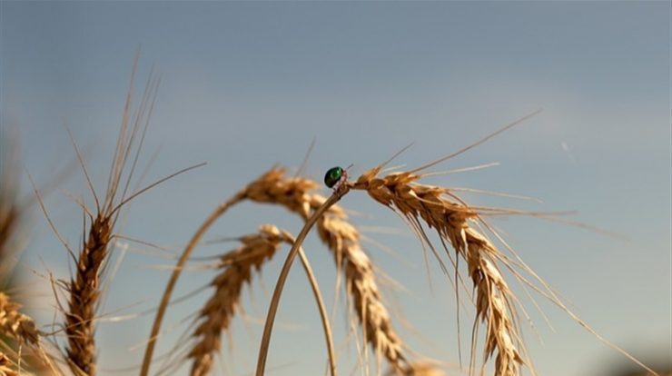 The UK approved the revised wheat field test