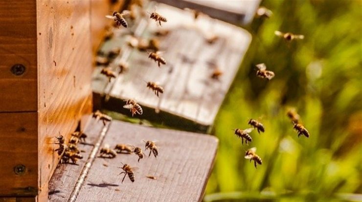 Hives will boost the value of UK agriculture