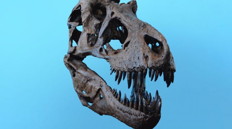 The "Lacy" dinosaur was discovered in England