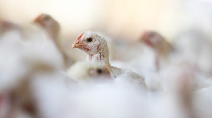 Bird flu continues to spread to birds in the UK and Europe