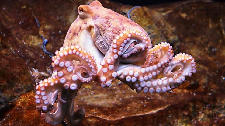 The United Kingdom concludes that octopus, squid, cutfish, crab, crab and crab are creatures that feel pain and suffering.