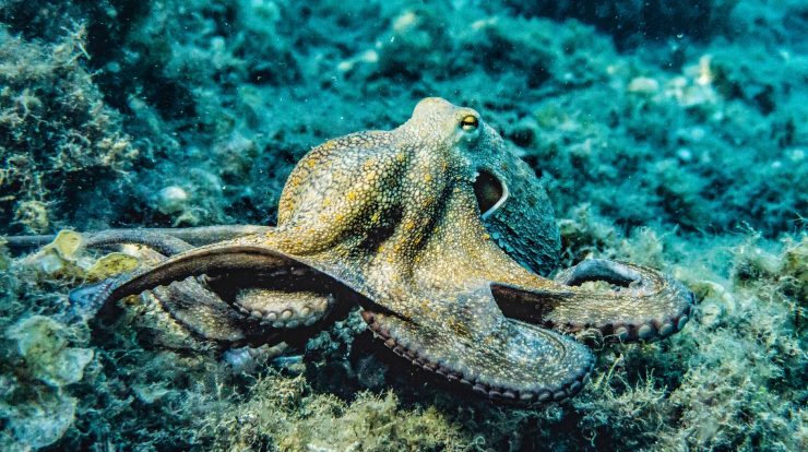 The United Kingdom declares that crabs, crabs and octopuses are on the alert