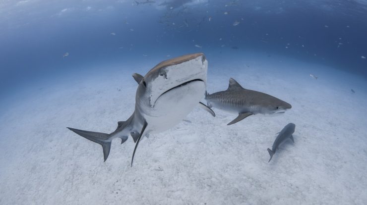 Climate changes are already affecting tiger shark migration |  Biodiversity