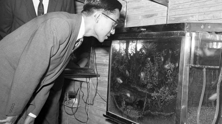 The prince and the mayor and the american fish that invaded japan