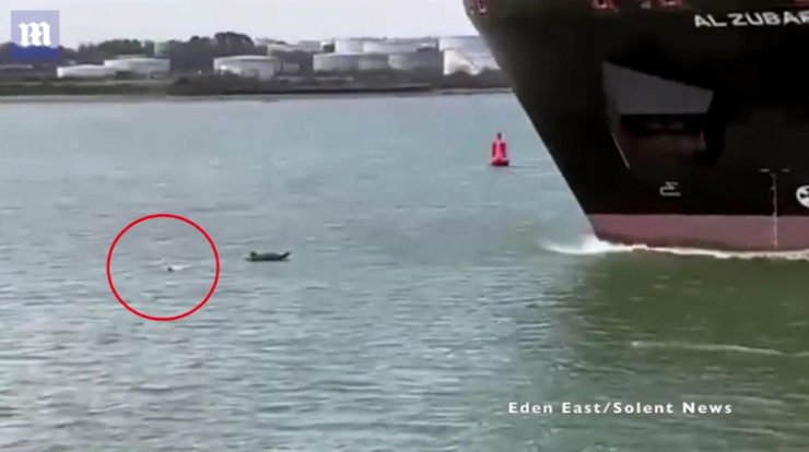 Large cargo ship 'swallowing' man on dinghy in UK;  Watch the video