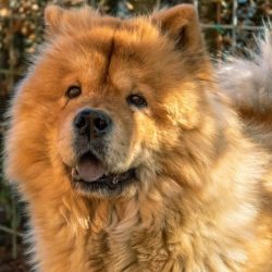 Check out 7 breeds of dogs that are at risk of extinction