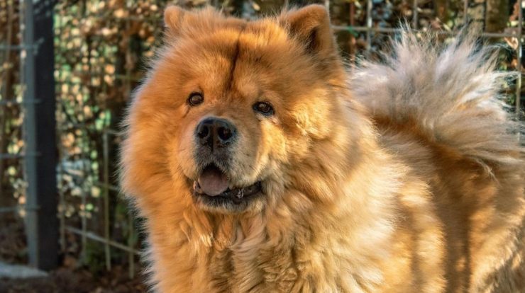 Check out 7 breeds of dogs that are at risk of extinction
