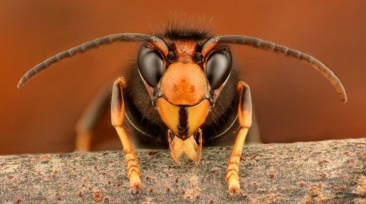 As vespas são, provavelmente, viajantes vindas da França