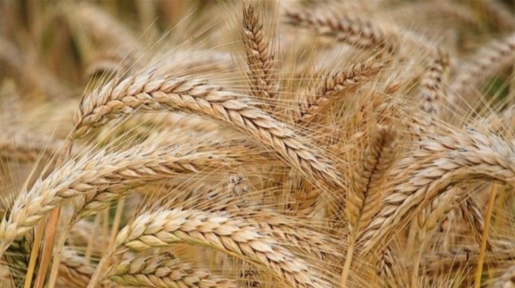 UK to test genetically modified barley