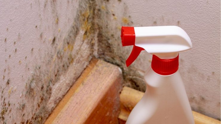 How to remove mold from white walls: 3 homemade solutions to get rid of them quickly