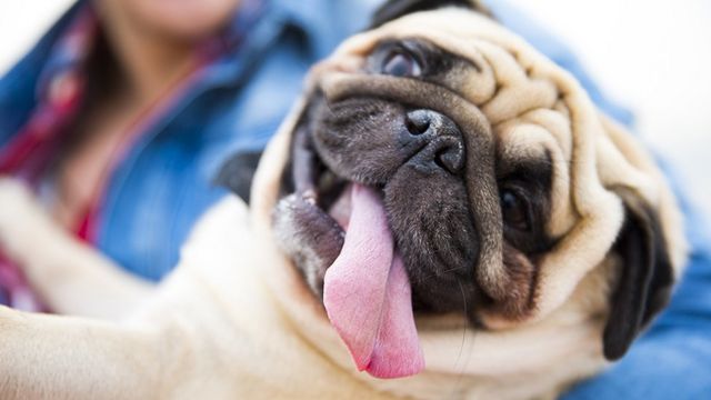 Pug with his tongue