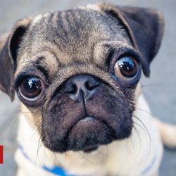 Study says pugs are not 'typical dogs' and their health needs more care