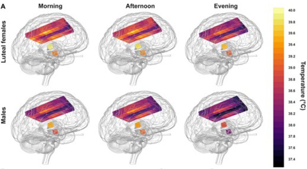 Variation in brain temperature in men and women throughout the day (Photo: MRC Lab)