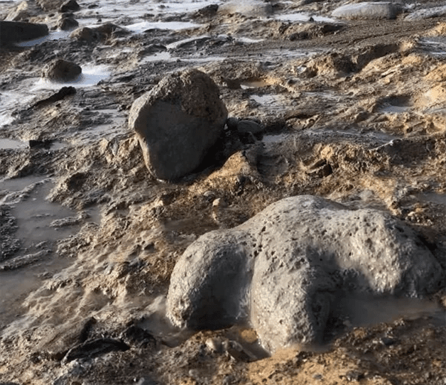 Fossils have been found in the southeastern part of the Isle of Wight in England