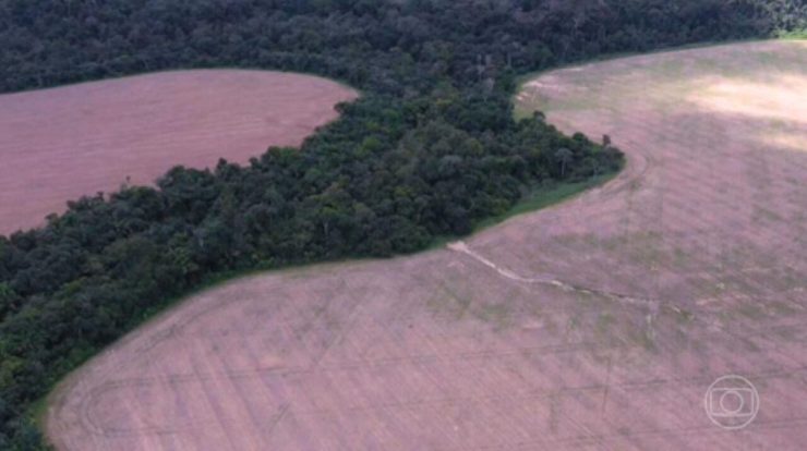 Secondary forests grow naturally in about 40% of deserted areas in the Amazon |  Globo newspaper