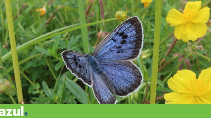A butterfly that was once extinct in England now flies by the thousands  Biodiversity