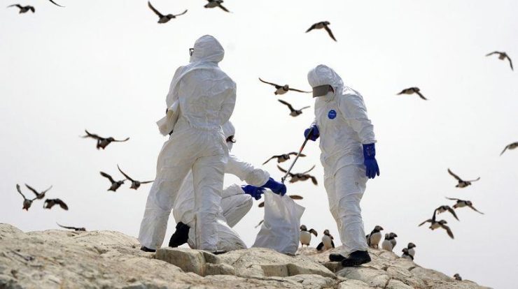 A new outbreak of bird flu has been confirmed at a UK poultry farm