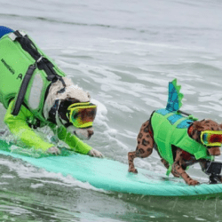 California hosts dog surfing championships: Searching for big waves