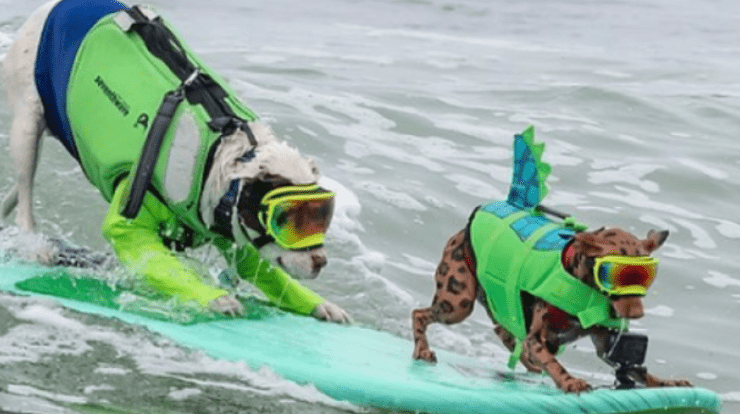 California hosts dog surfing championships: Searching for big waves