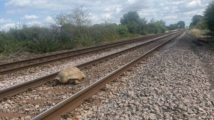 Giant tortoise disrupts UK trains - Metro World News Brazil