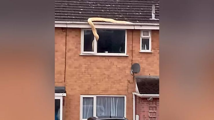 In England, a 5-meter snake that entered the house through the window was caught  the world