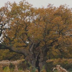 Richmond Park has some of the oldest trees in the UK  Globo reporter