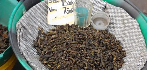Starving Africans are encouraged to eat insects