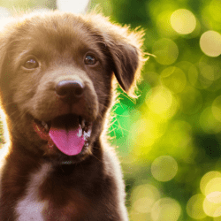 10 Most Popular Dog Names in the UK