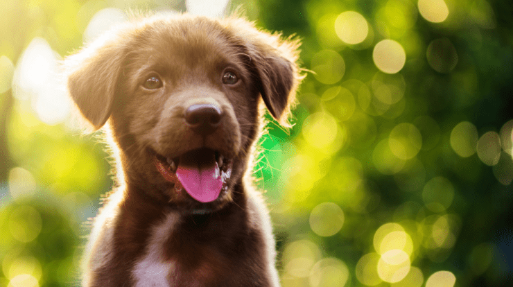 10 Most Popular Dog Names in the UK