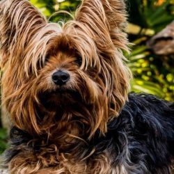 Body of 'Original Yorkshire' dog sought in England