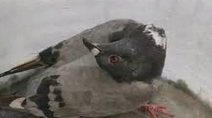 Viral disease turns pigeons into "zombies";  understand