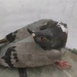 In the UK, pigeons are turning into 'zombies' due to viruses