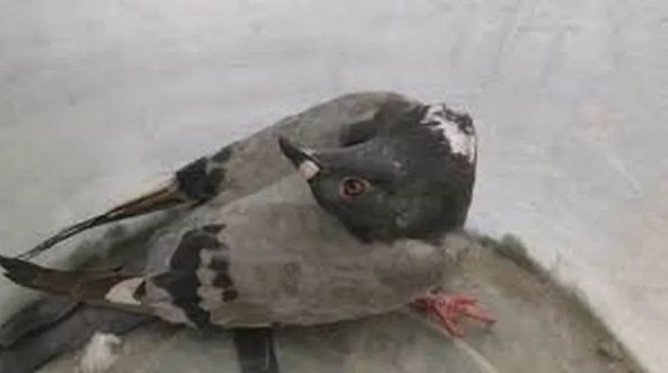 In the UK, pigeons are turning into 'zombies' due to viruses
