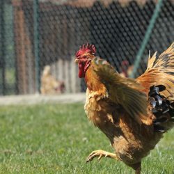 Compulsory confinement of birds in England due to bird flu