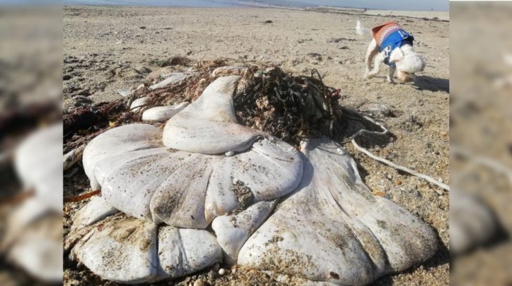 A giant bag of meat washed up on a beach in the UK