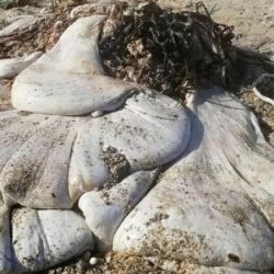Belly on a whale?  Mysterious mass found on British coast