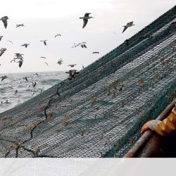Spain, Portugal and France propose to fix fishing opportunities in the European Union for several years - the economy