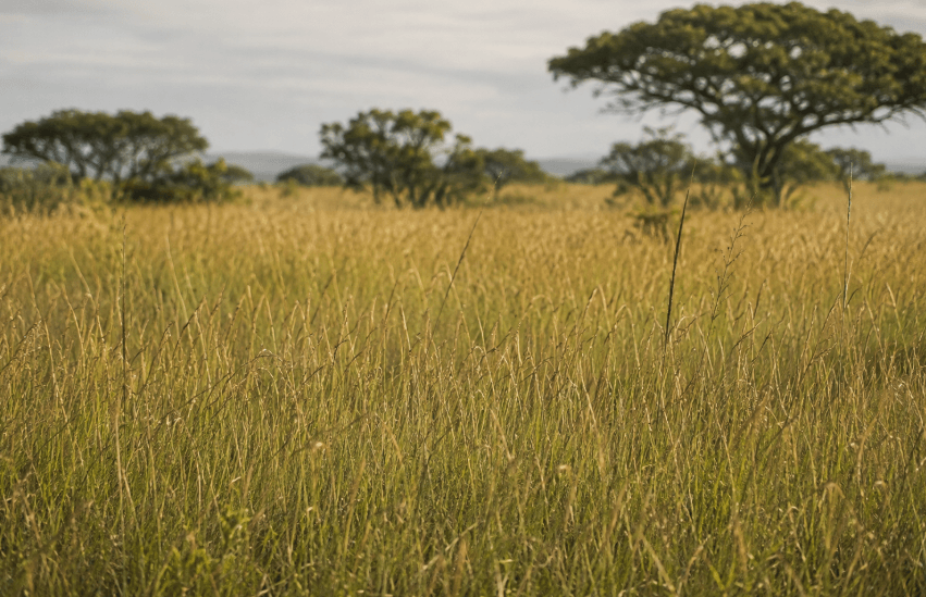 Rising carbon dioxide is accelerating grass growth across African savannas, study finds Rising carbon dioxide is accelerating grass growth across African savannas, study finds
